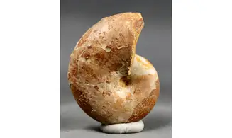 Ptychophylloceras ptychoidum