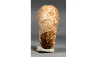 Ptychophylloceras ptychoidum