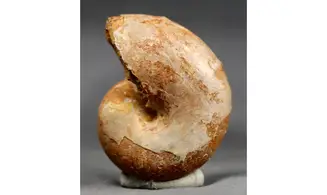 Ptychophylloceras ptychoidum