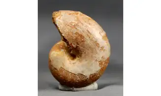 Ptychophylloceras ptychoidum