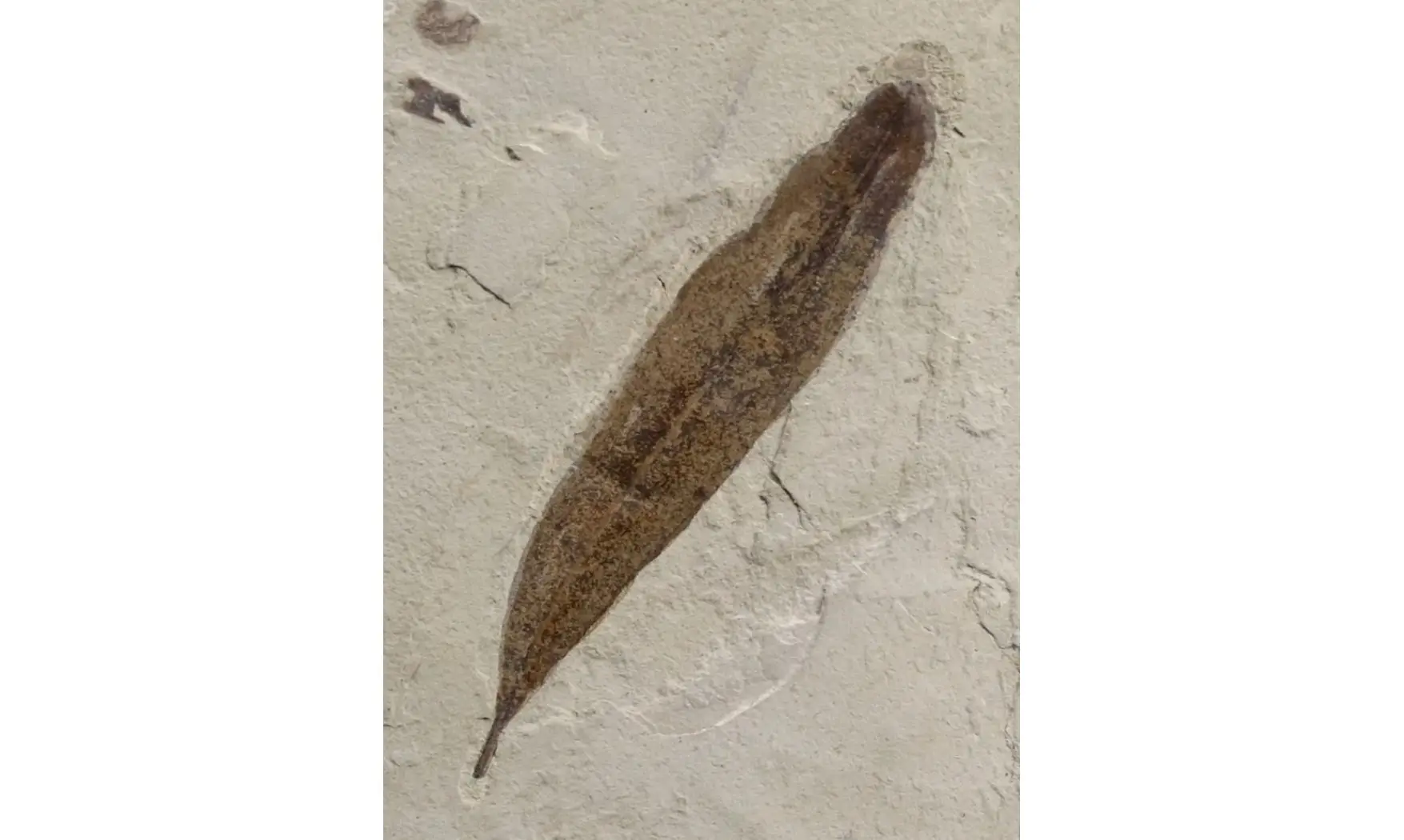 Salix longiacuminata