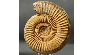 Arisphinctes helenae (de Riaz)