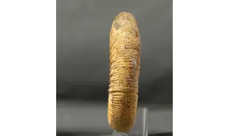 Arisphinctes helenae (de Riaz)