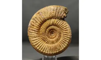 Arisphinctes helenae (de Riaz)