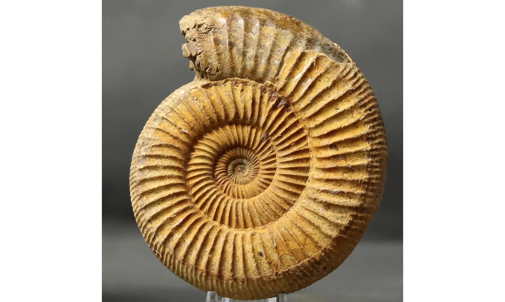 Arisphinctes helenae (de Riaz)