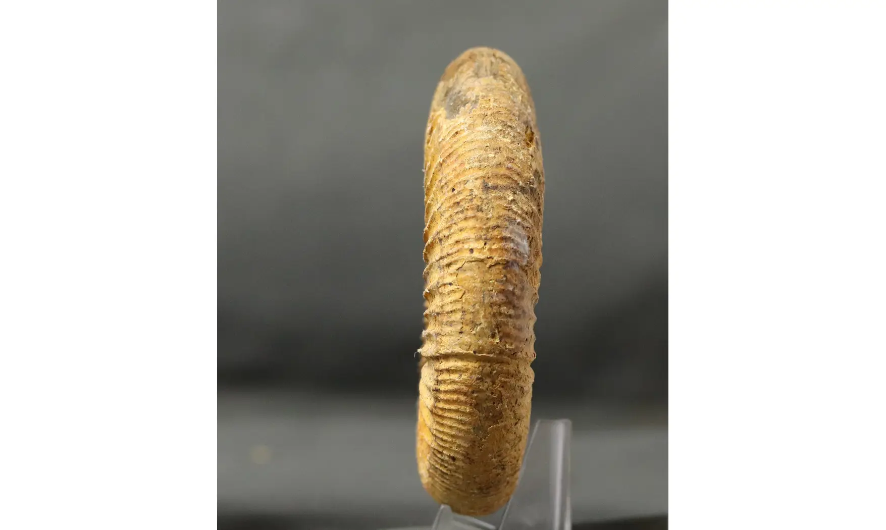 Arisphinctes helenae (de Riaz)