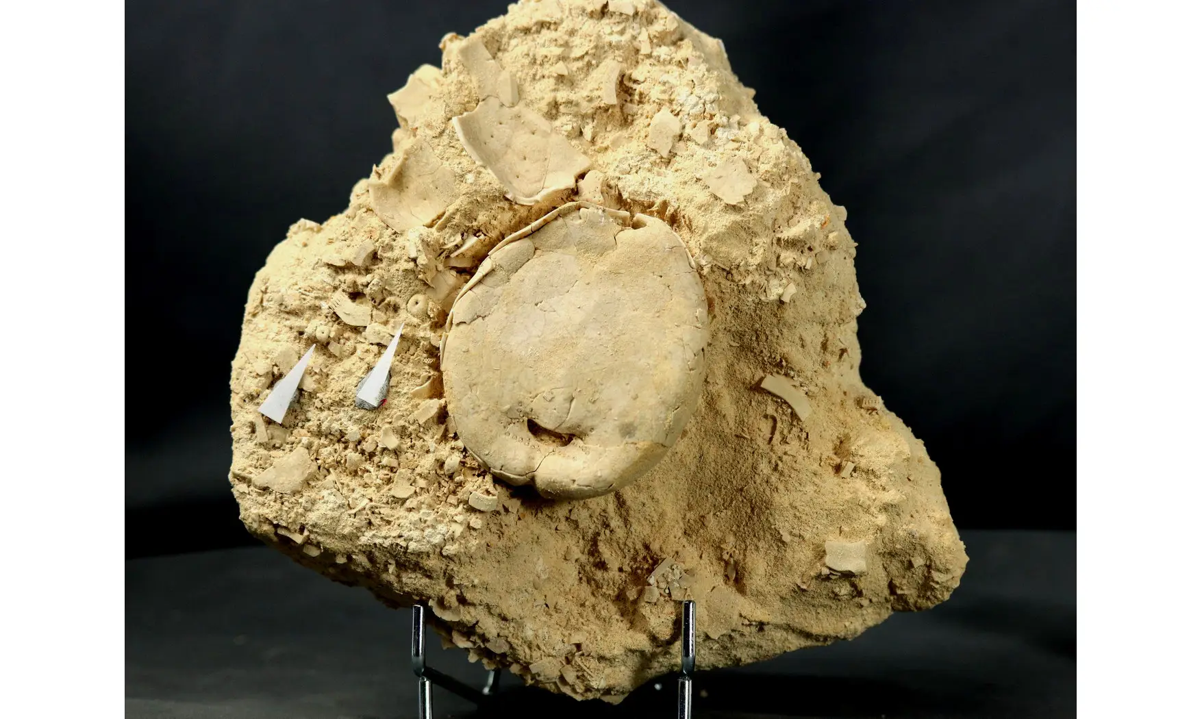 Hemipneustes striatoradiatus