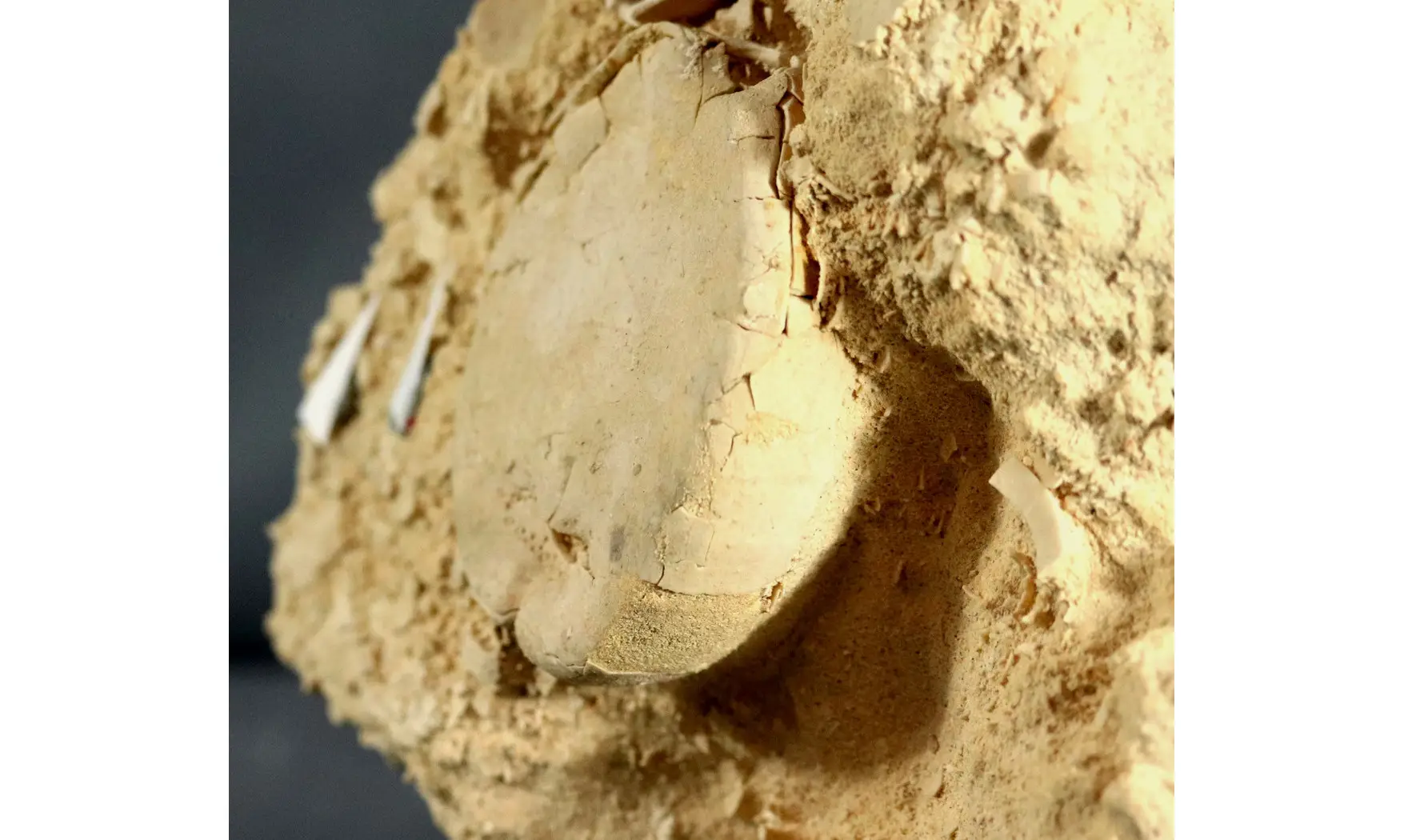Hemipneustes striatoradiatus
