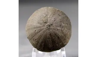 Stomechinus bigranularis