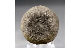 Stomechinus bigranularis