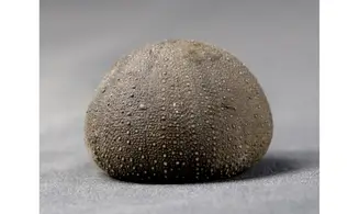 Stomechinus bigranularis