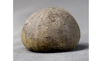 Stomechinus bigranularis