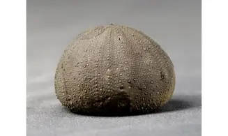 Stomechinus bigranularis