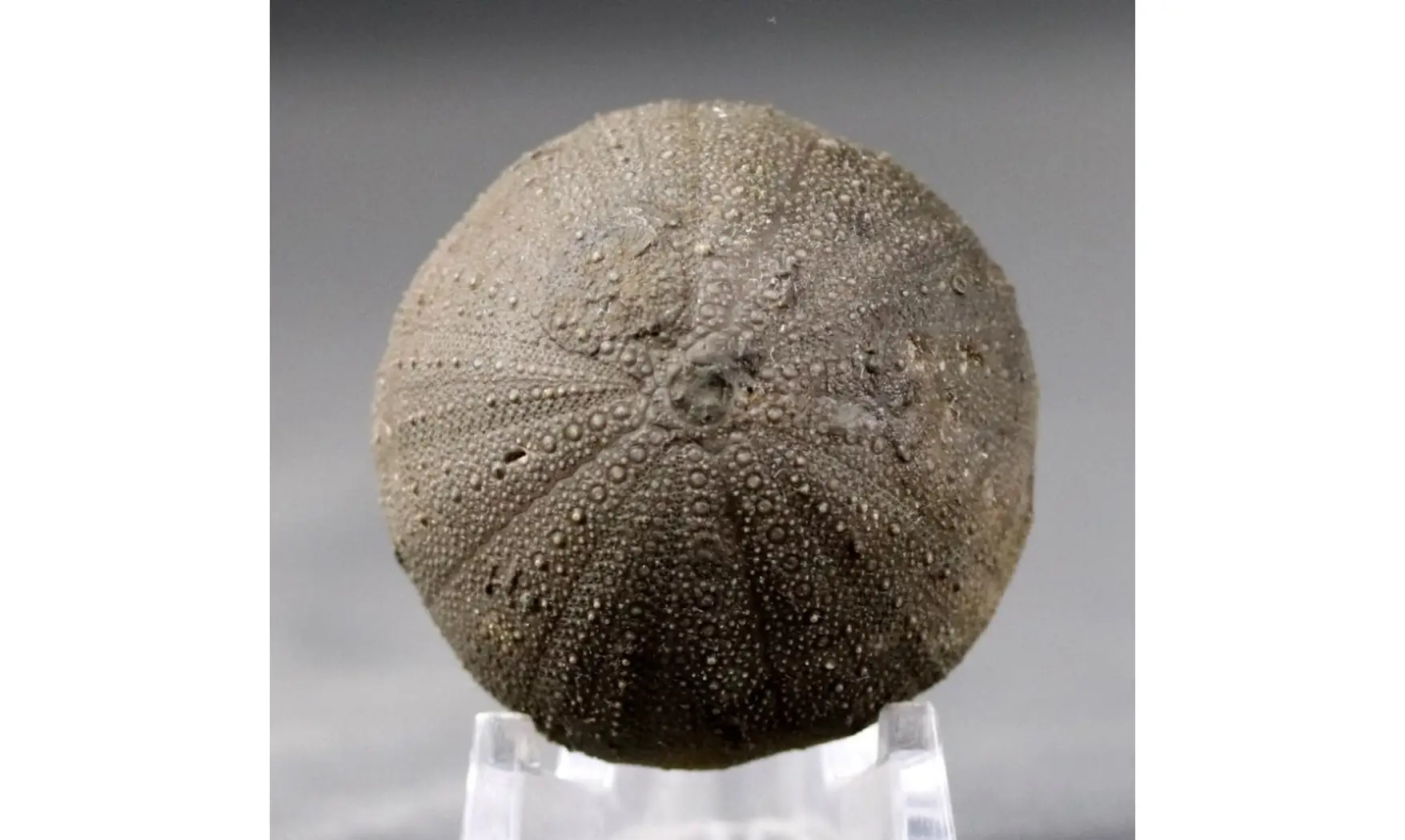 Stomechinus bigranularis