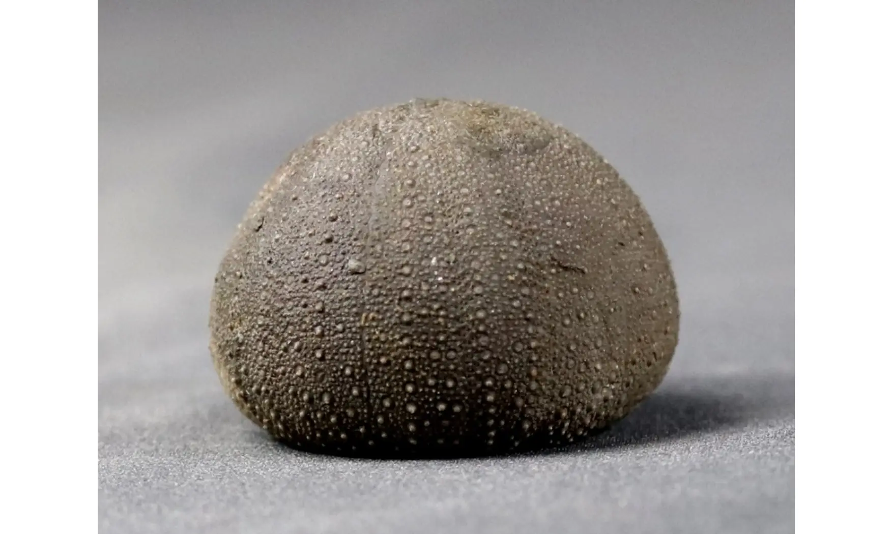 Stomechinus bigranularis
