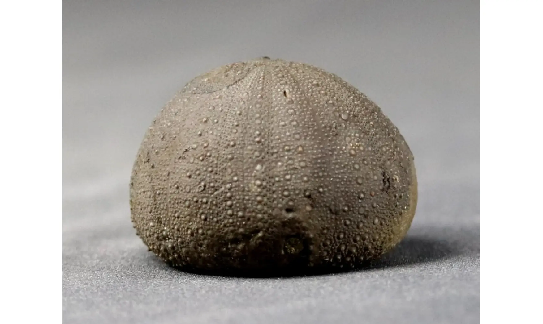 Stomechinus bigranularis