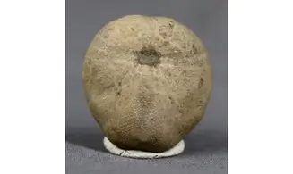 Hemiaster aragonensis