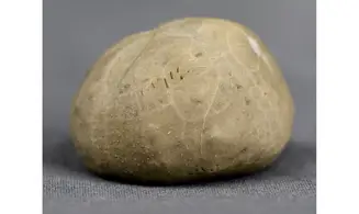 Hemiaster aragonensis