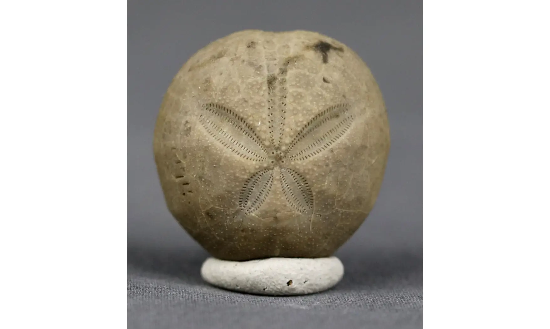 Hemiaster aragonensis