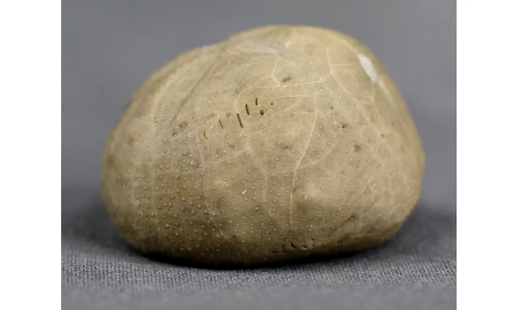 Hemiaster aragonensis