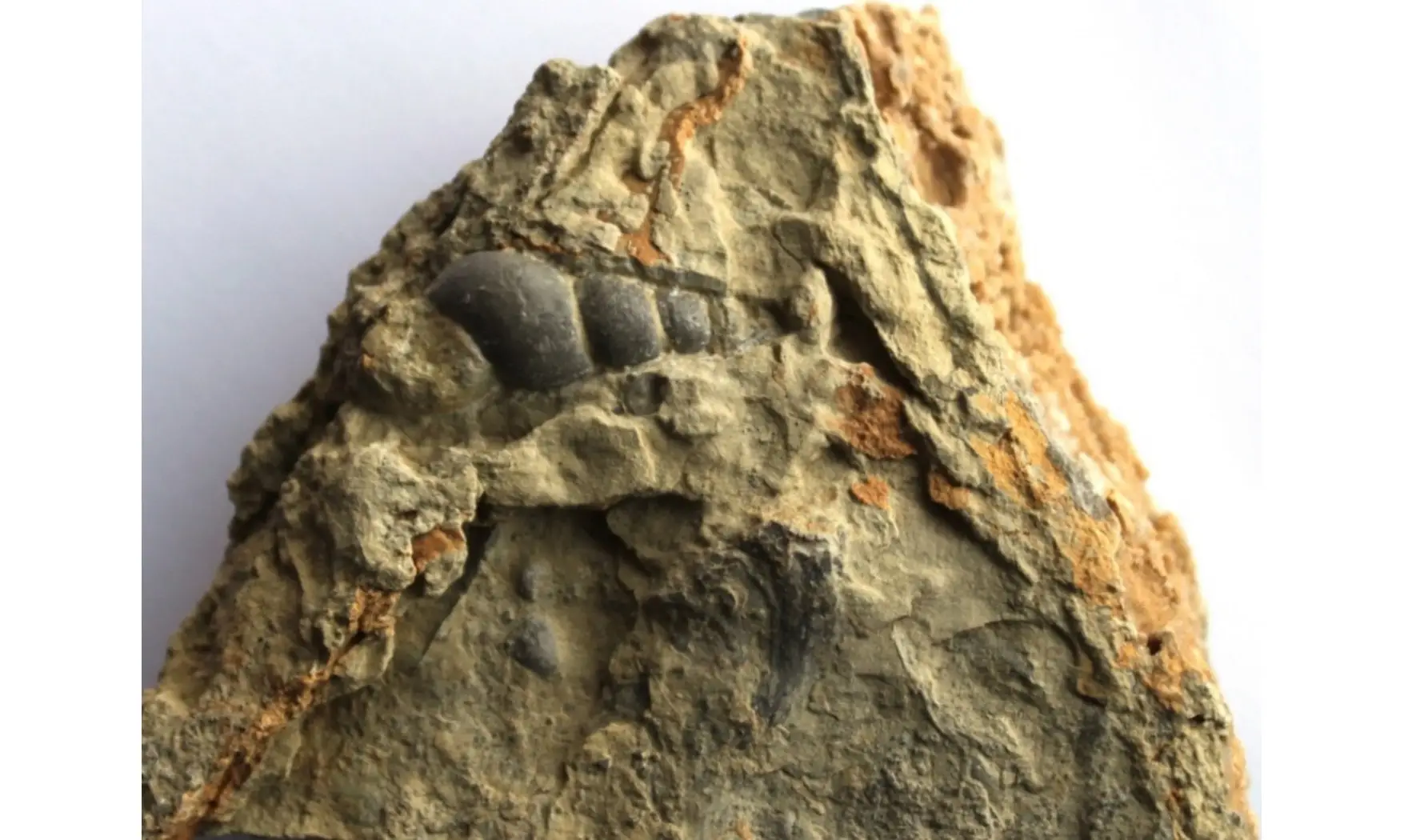 LOXONEMA OBSOLETA