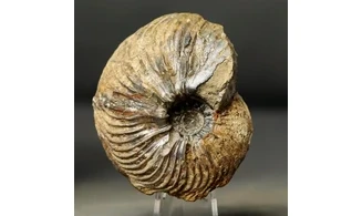 Pachycardioceras sp.