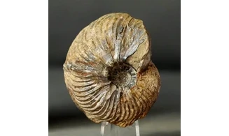 Pachycardioceras sp.