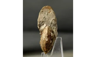 Pachycardioceras sp.