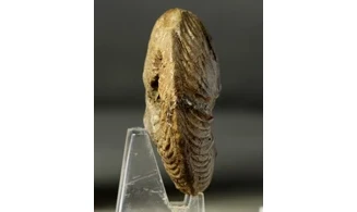 Pachycardioceras sp.