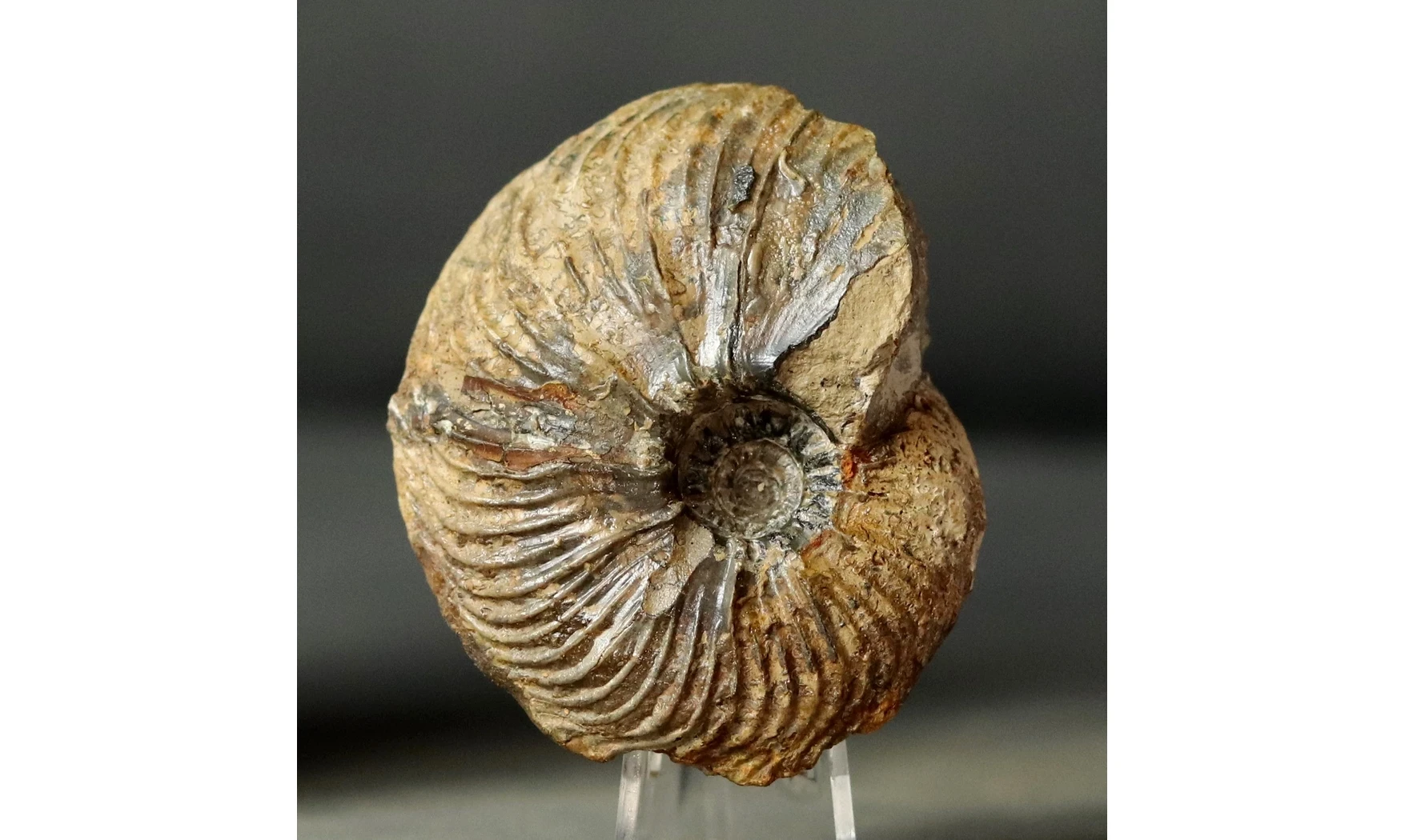 Pachycardioceras sp.