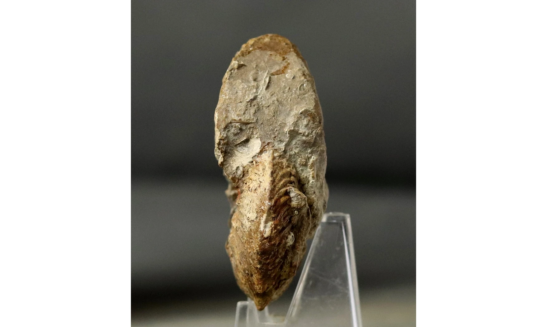 Pachycardioceras sp.