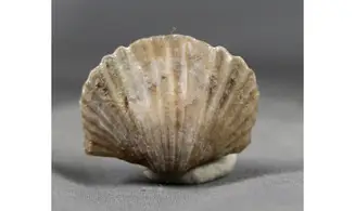 Gros Platystrophia ponderosa