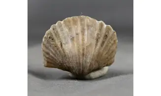 Gros Platystrophia ponderosa