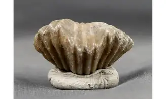 Gros Platystrophia ponderosa