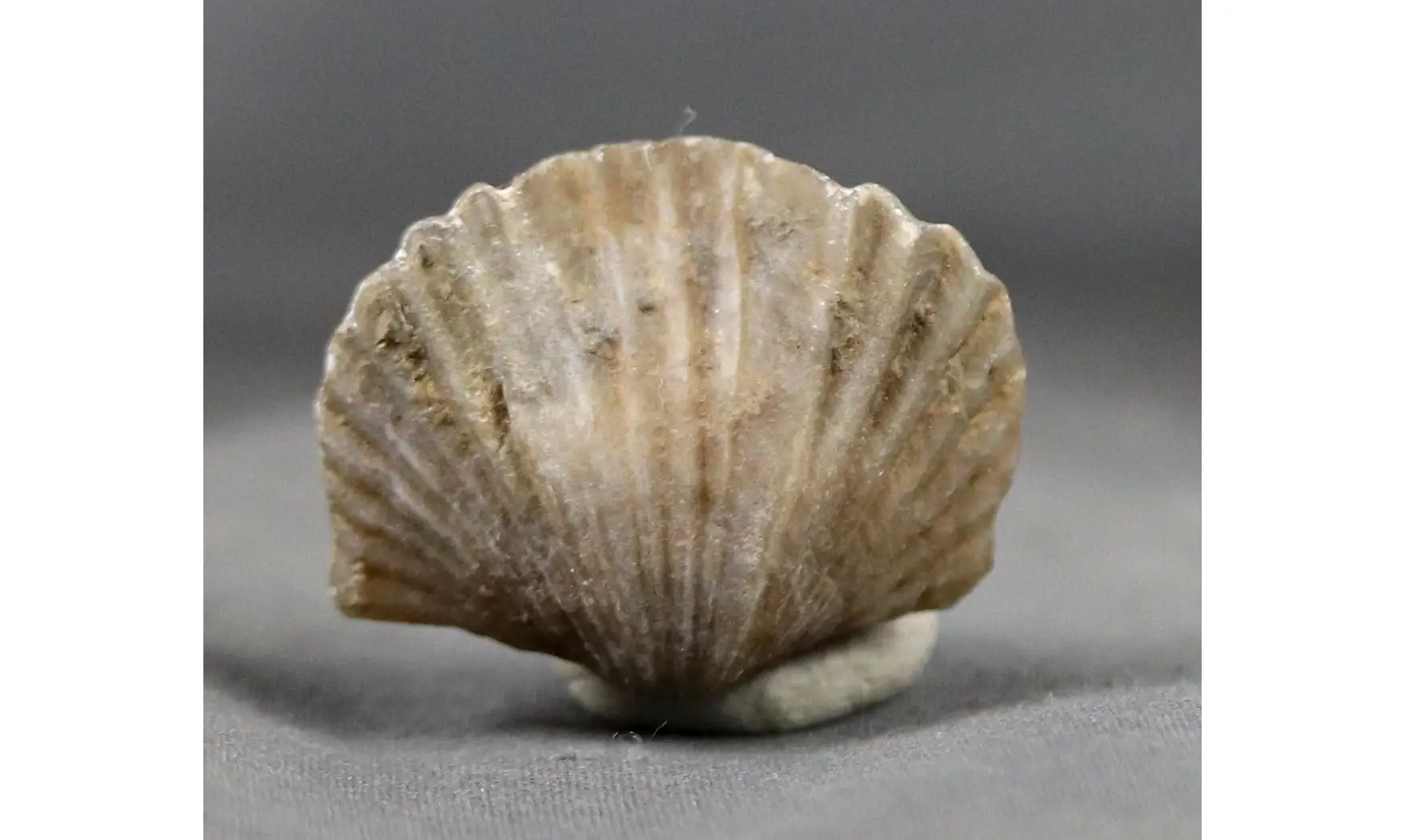Gros Platystrophia ponderosa