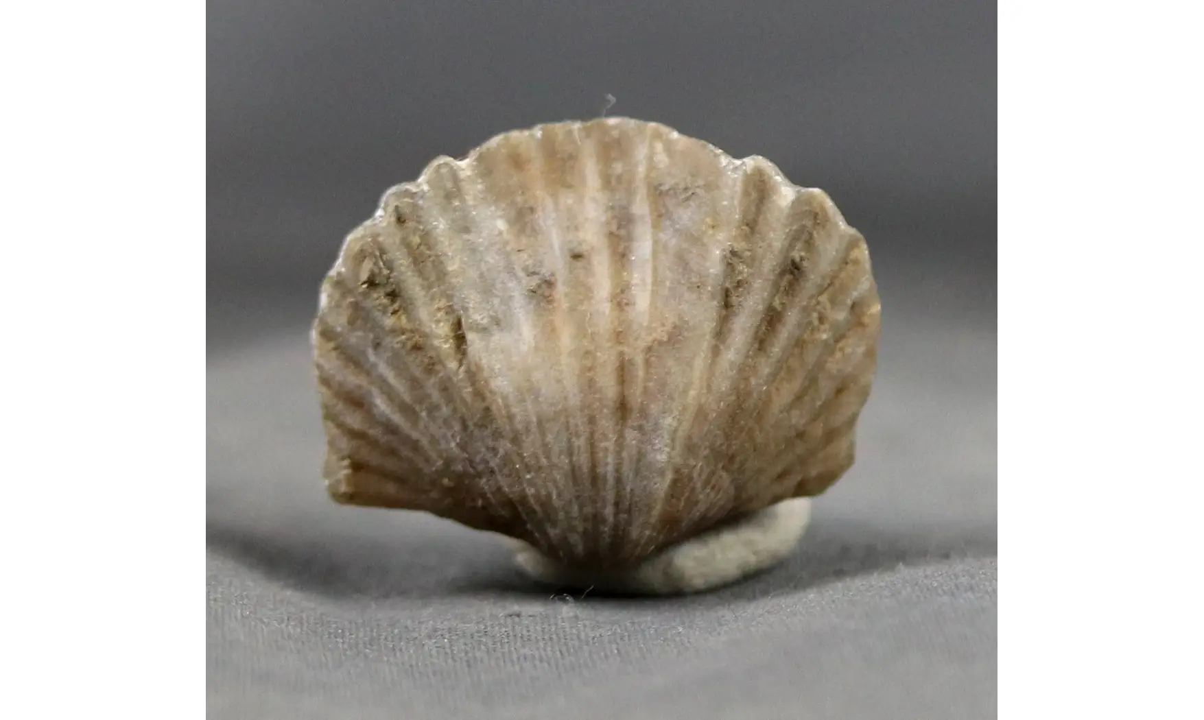 Gros Platystrophia ponderosa