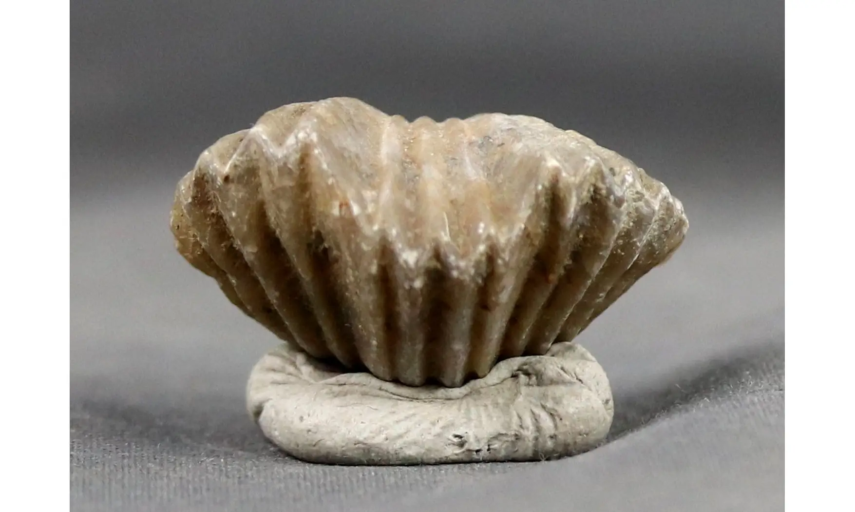Gros Platystrophia ponderosa
