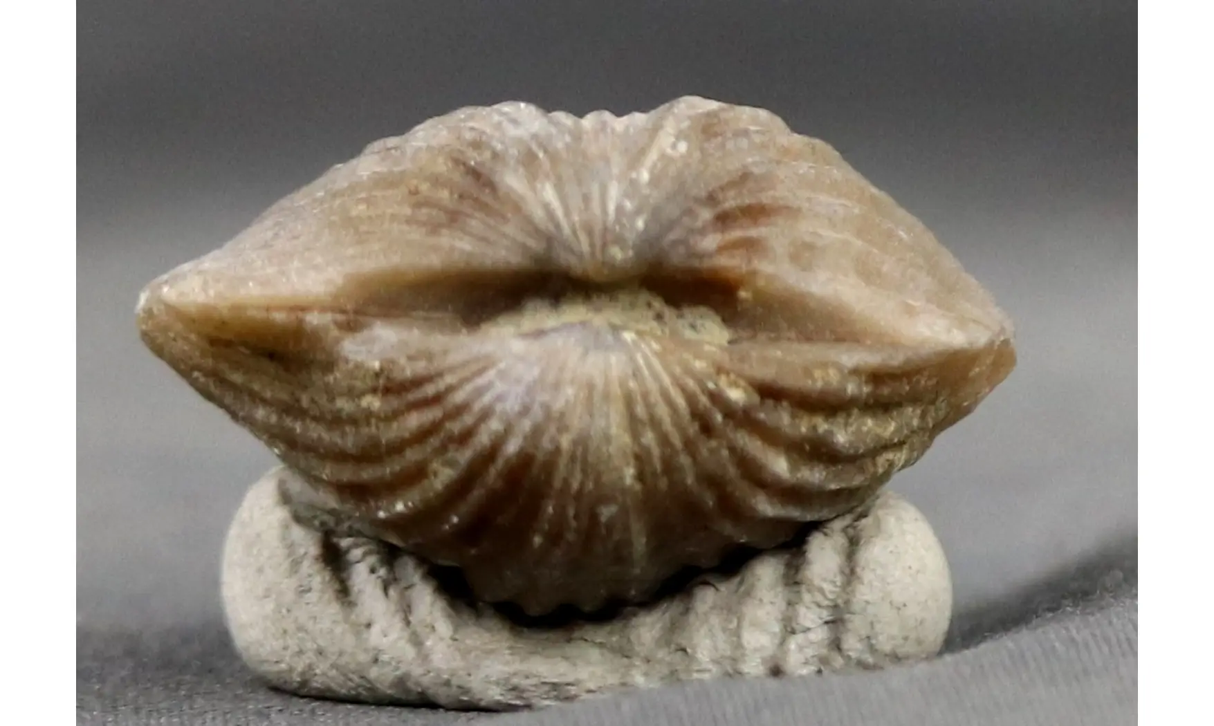 Gros Platystrophia ponderosa