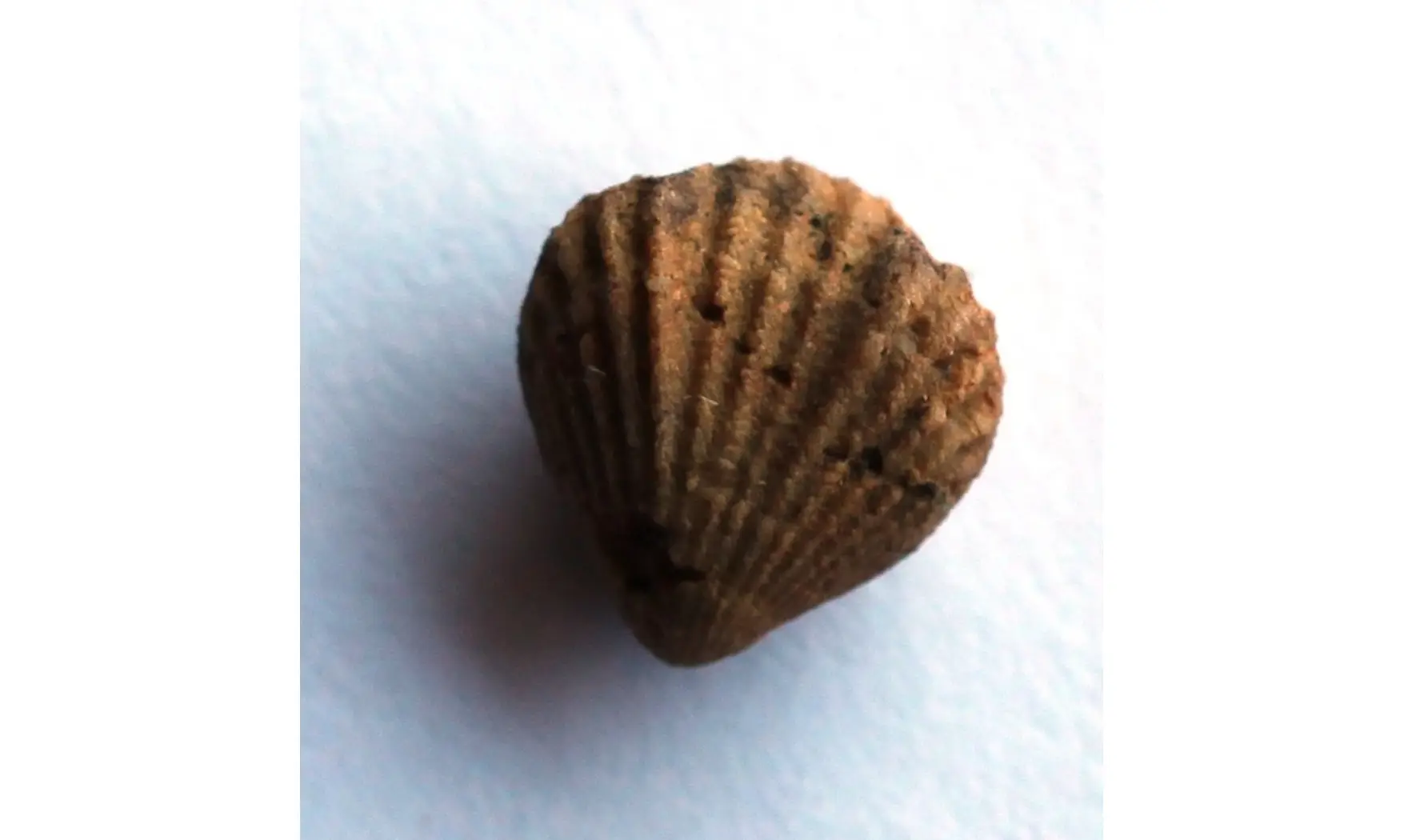 ORTHORHYNCHULA LINNEYI