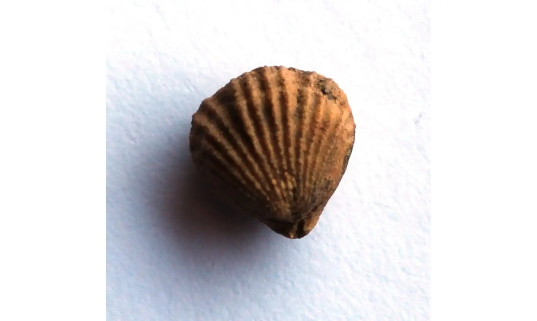 ORTHORHYNCHULA LINNEYI
