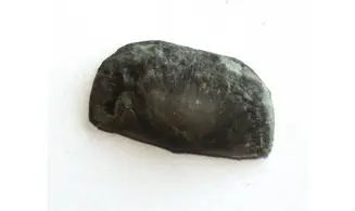 SOWERBYELLA RUGOSA