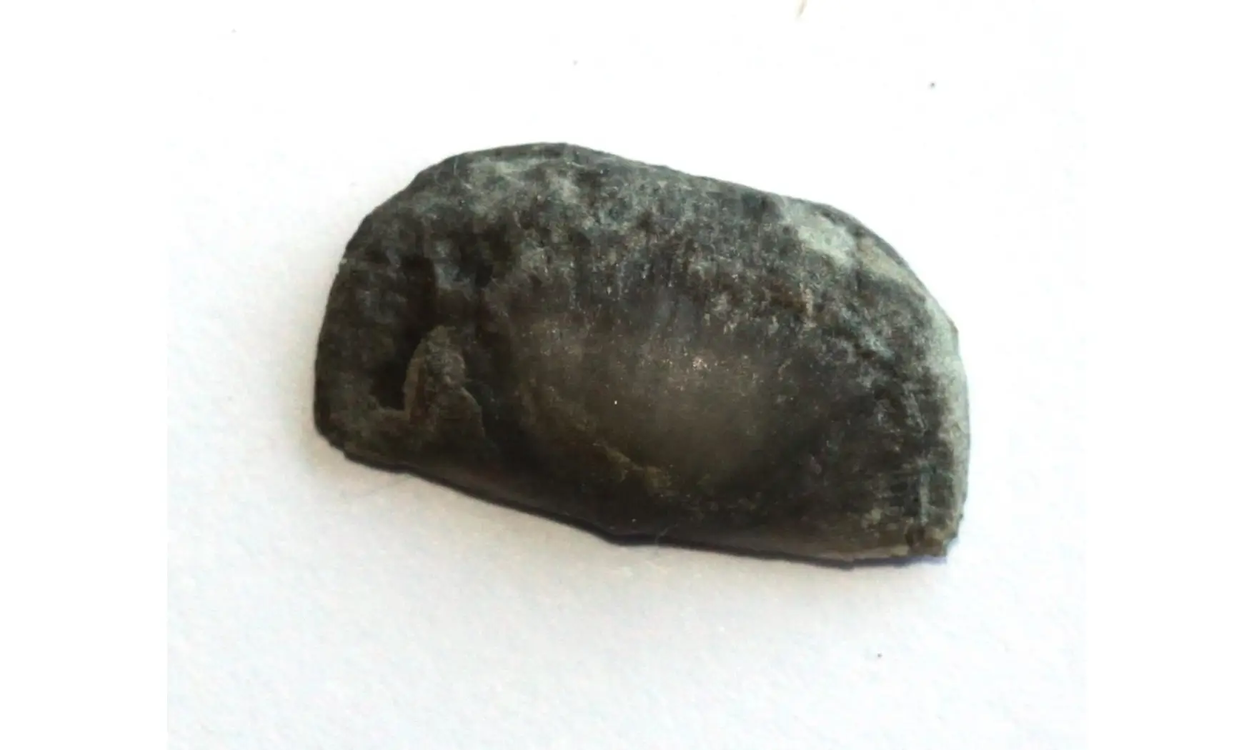 SOWERBYELLA RUGOSA