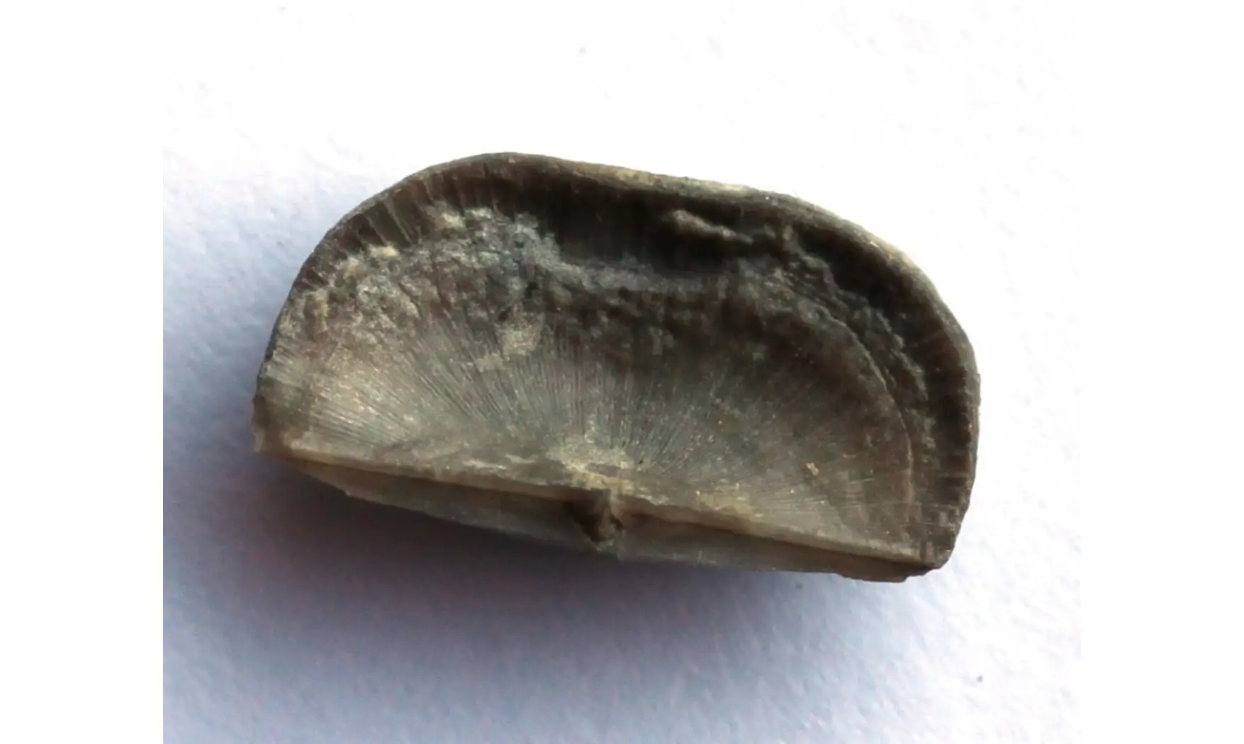 SOWERBYELLA RUGOSA