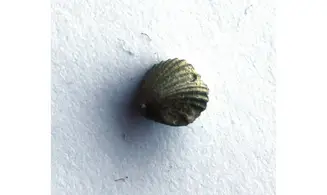 ZYGOSPIRA MODESTA