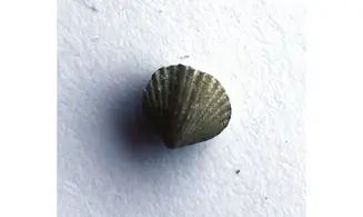 ZYGOSPIRA MODESTA