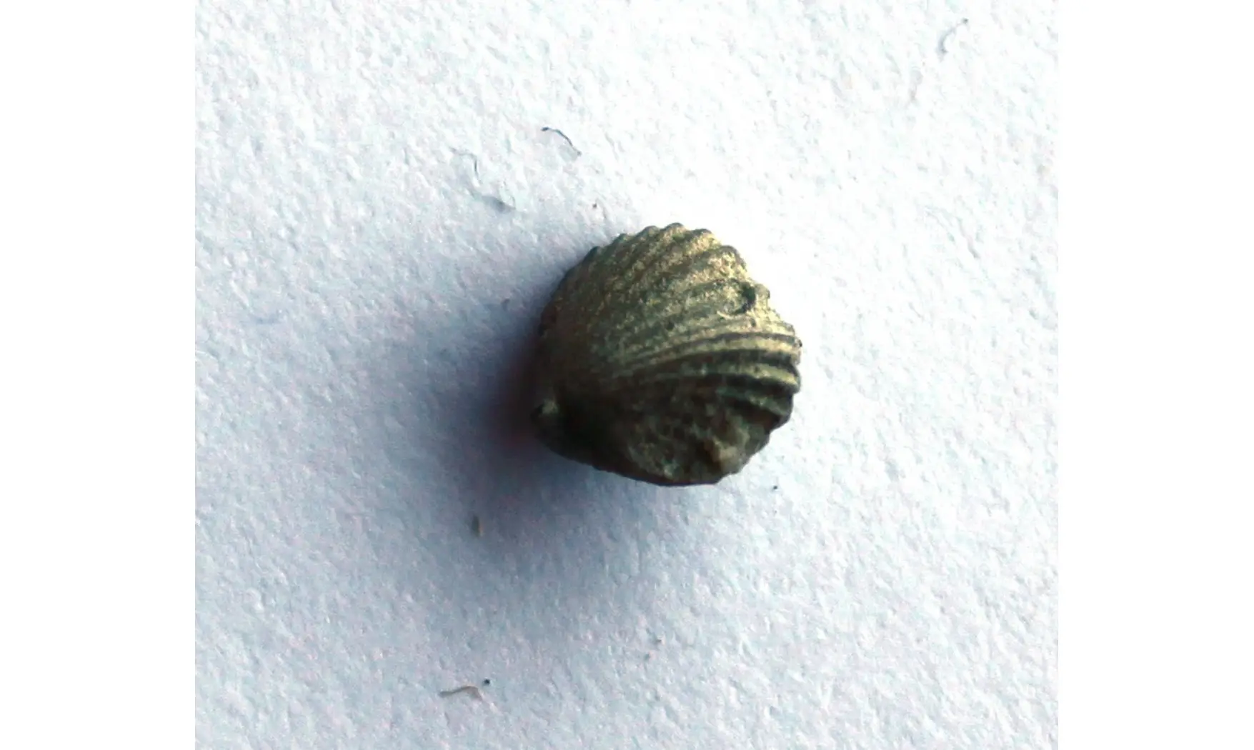 ZYGOSPIRA MODESTA
