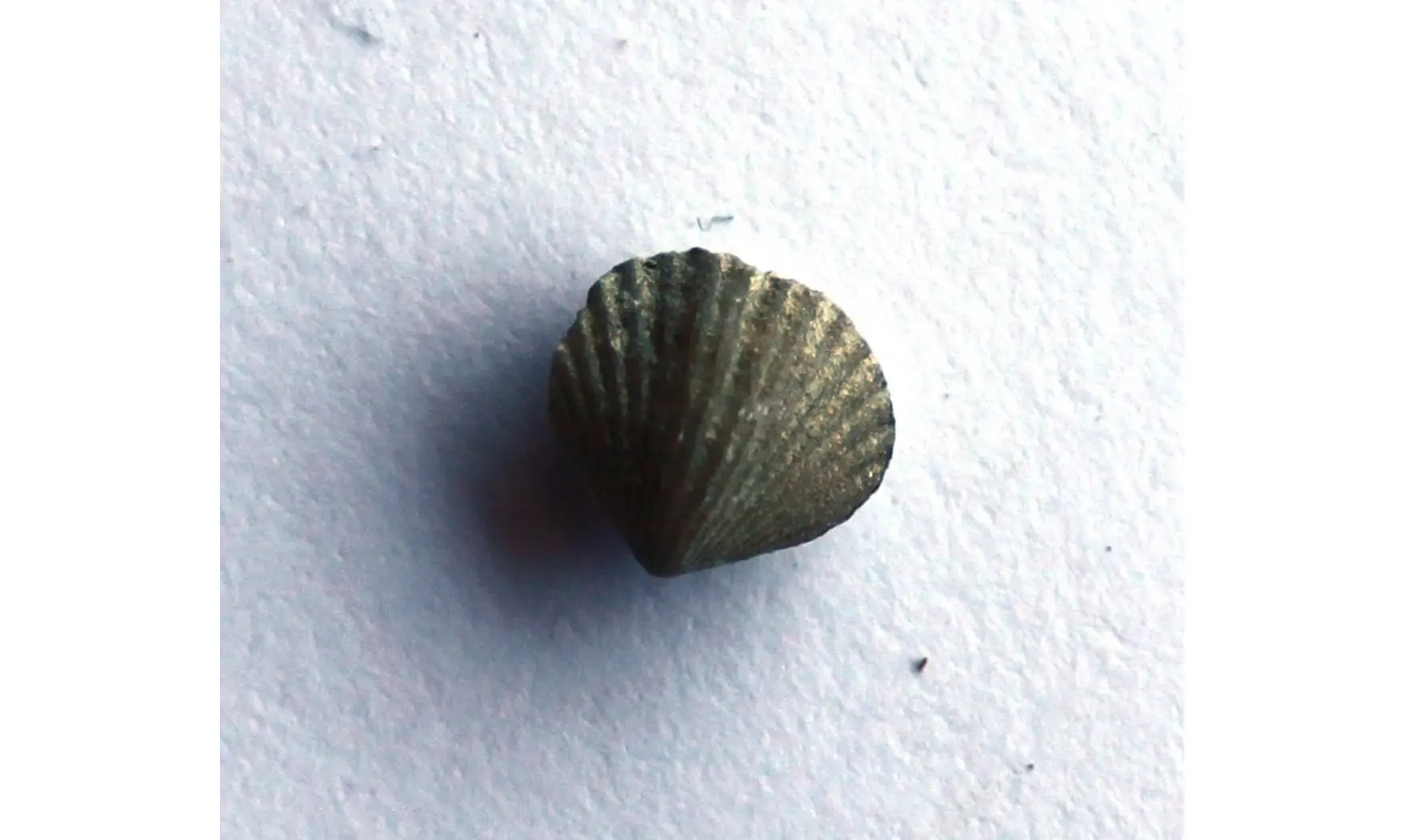 ZYGOSPIRA MODESTA
