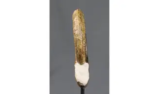 Harpoceras falciferum