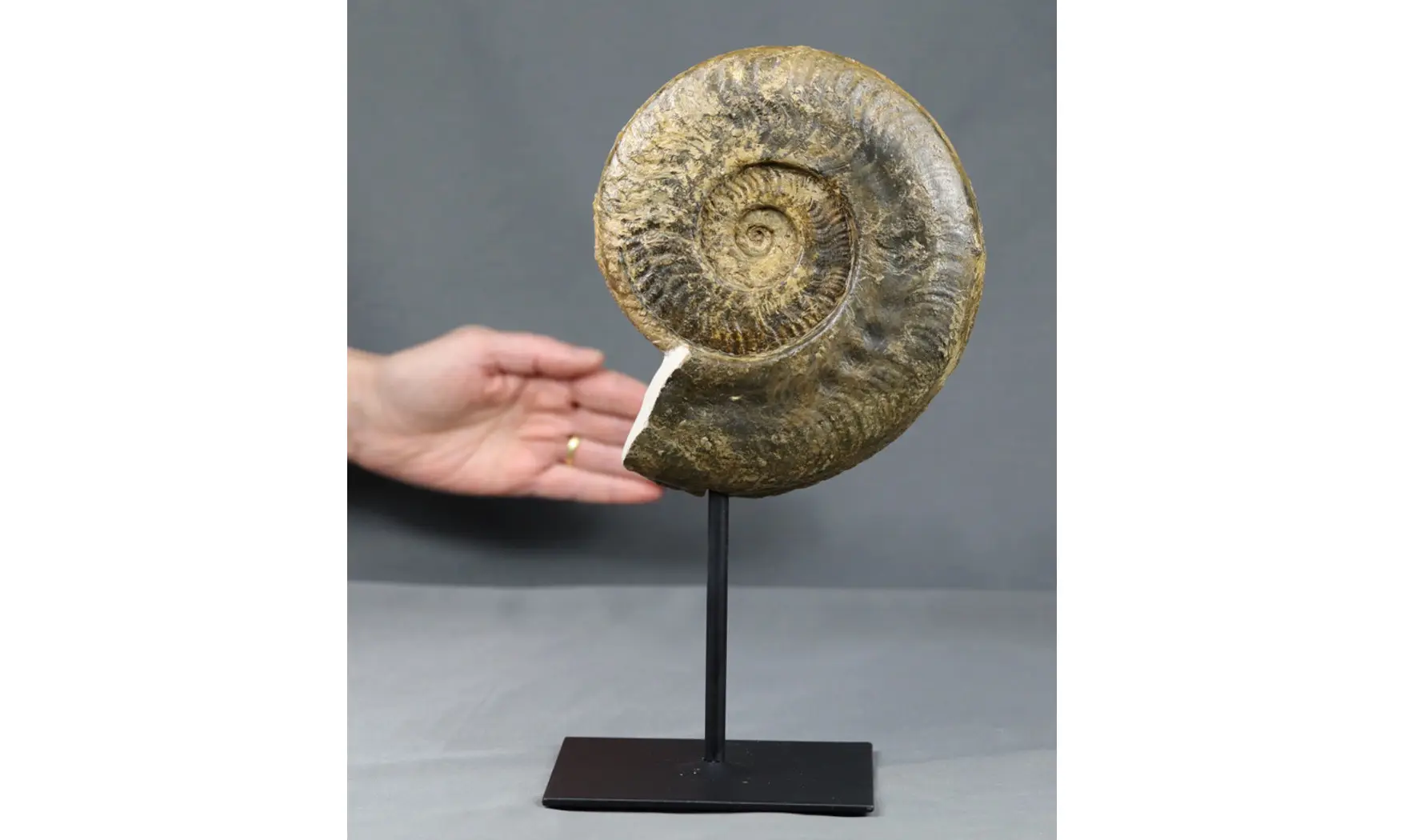 Harpoceras falciferum