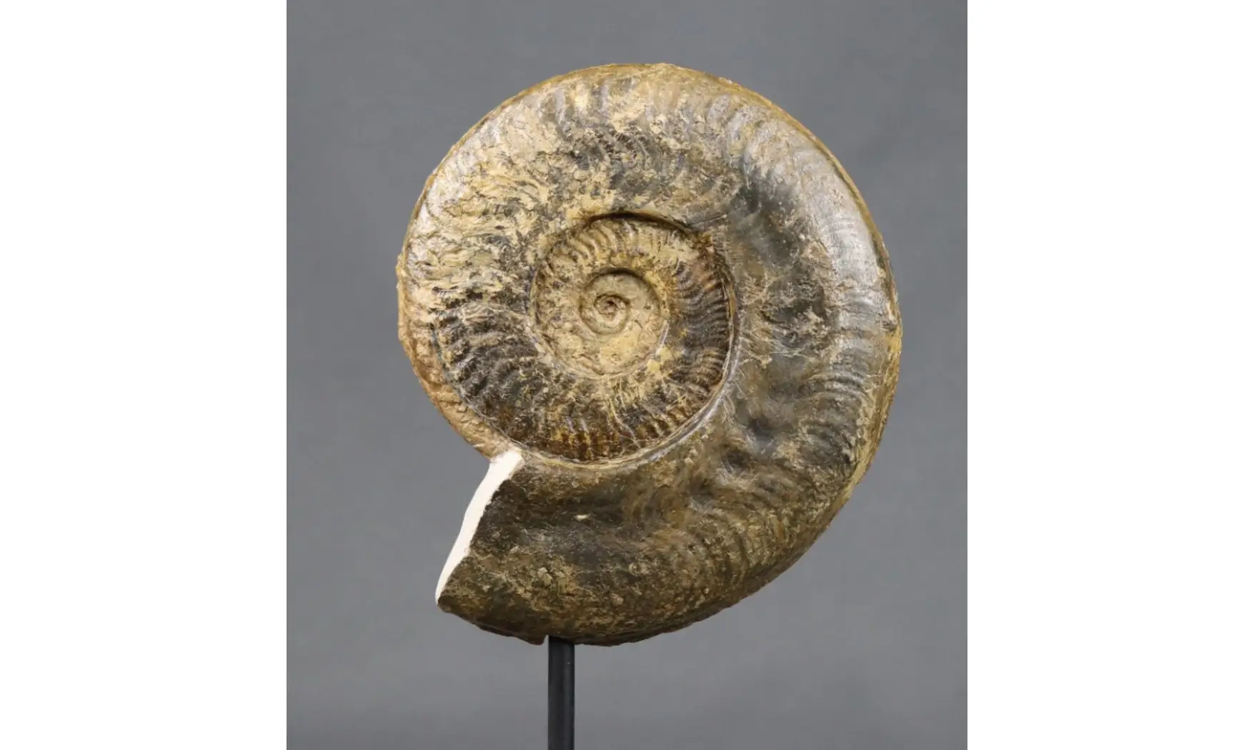Harpoceras falciferum